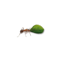 SES Creative Observing Ants Educational Toy | 25084