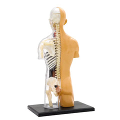 Human Anatomy | 73101