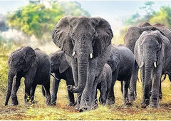 Trefl African Elephants Puzzle - 1000 Pieces | 10442