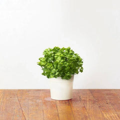Click and Grow Plant Pod 3-Pack, Curly Parsley | CGPOD3CURLYPARSLEY